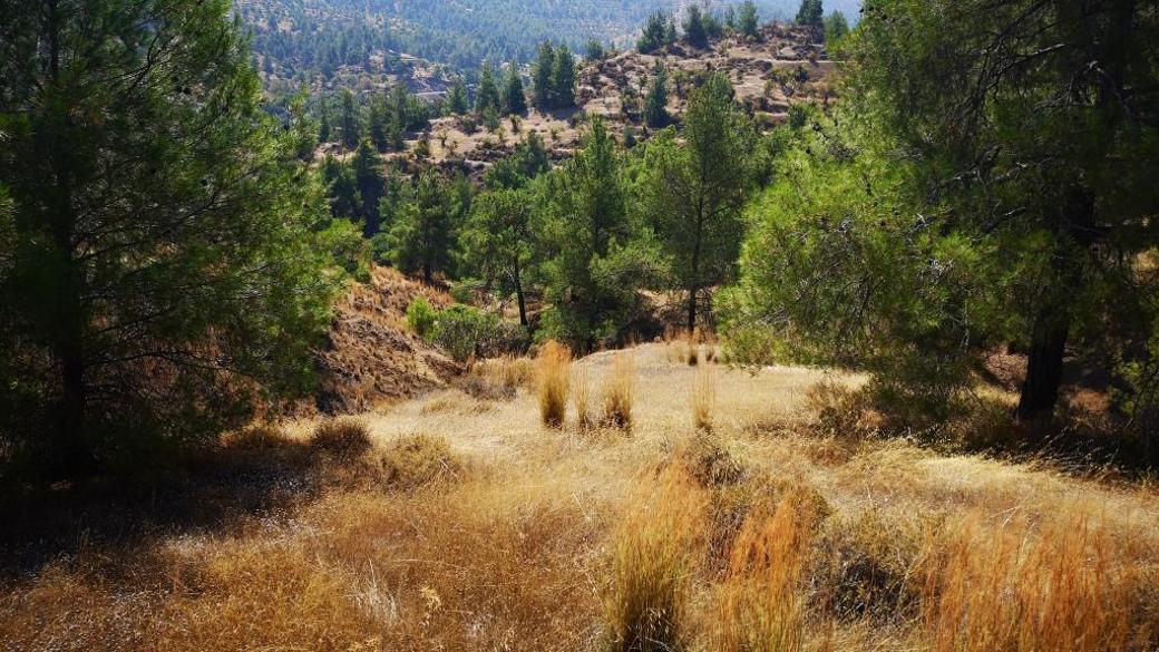 Nicosia Property Field in Agios Theodoros Soleas