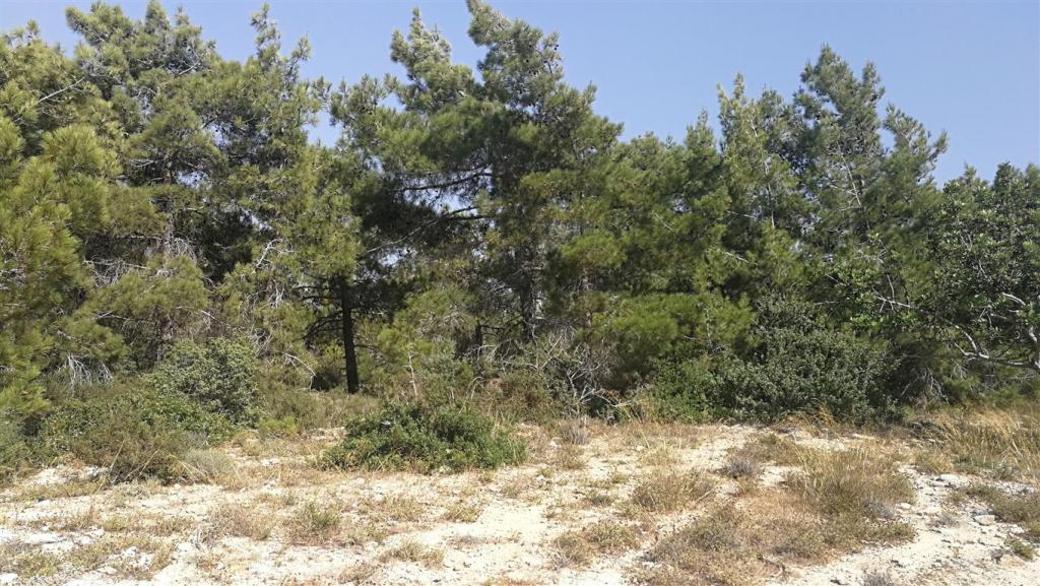 Paphos Property Shared Field in Neo Chorio Village