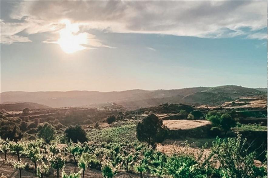 Limassol Property Vineyard In Pachna Village