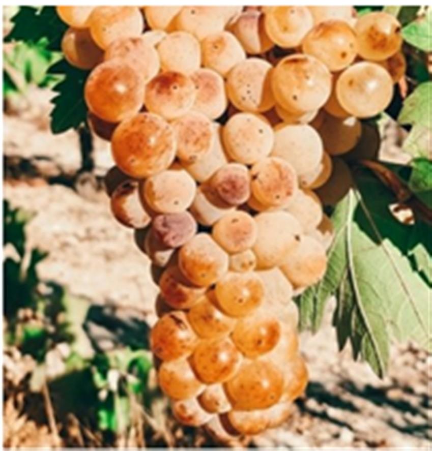 Limassol Property Vineyard In Pachna Village