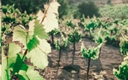 Limassol Property Vineyard In Pachna Village