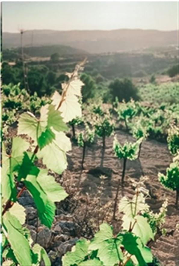 Limassol Property Vineyard In Pachna Village
