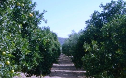 Limassol Property Agricultural Land with Plantation