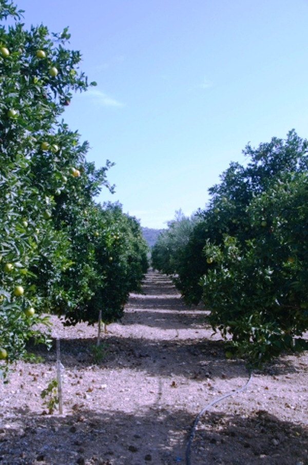 Limassol Property Agricultural Land with Plantation