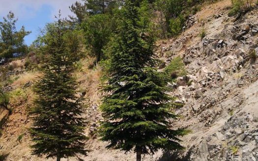 Limassol Property Residential Plot in Agros-571 m2