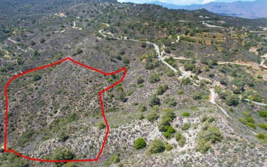 Shared field in Sanida, Limassol