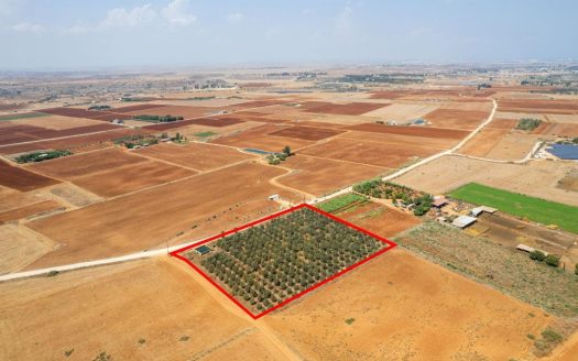 Agricultural field in Avgorou, Famagusta