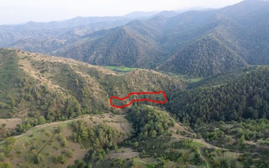Shared agricultural field in Pigenia, Nicosia