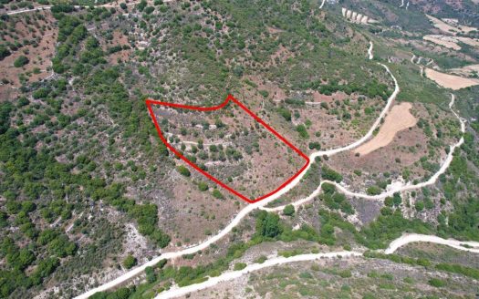 Field in Dora, Limassol